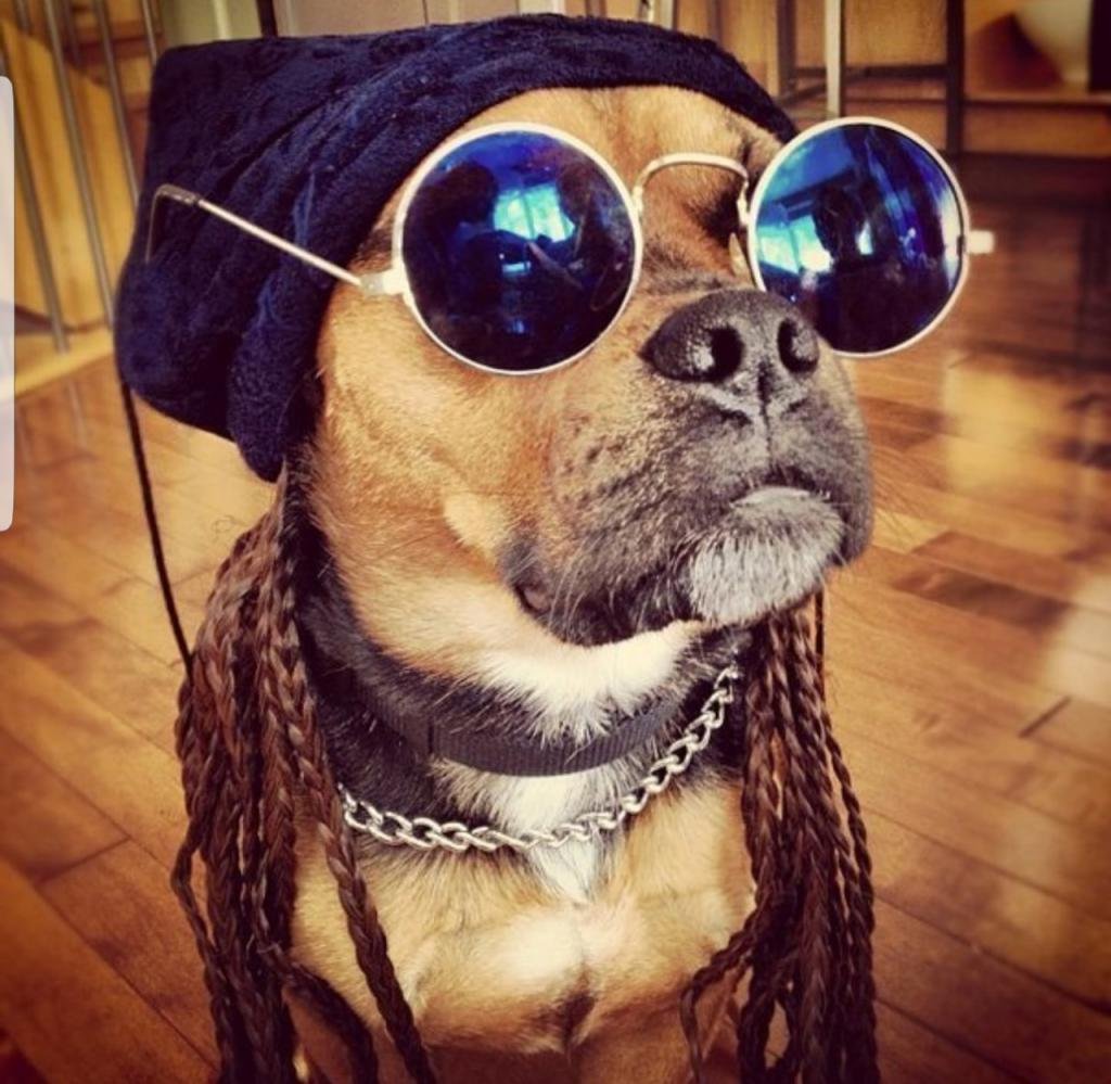 Джек-Рассел-терьер с поднятыми ушами