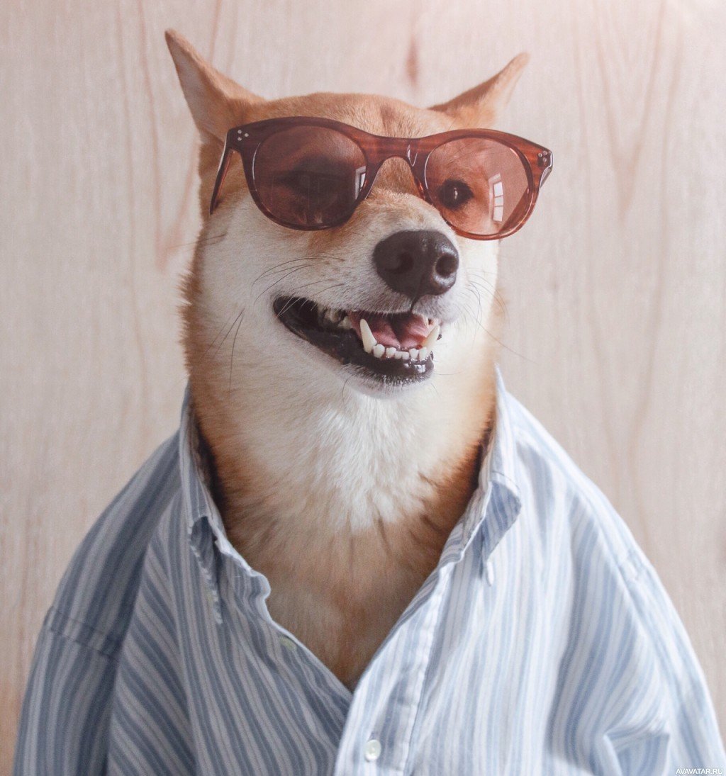 Собака и пивная кега