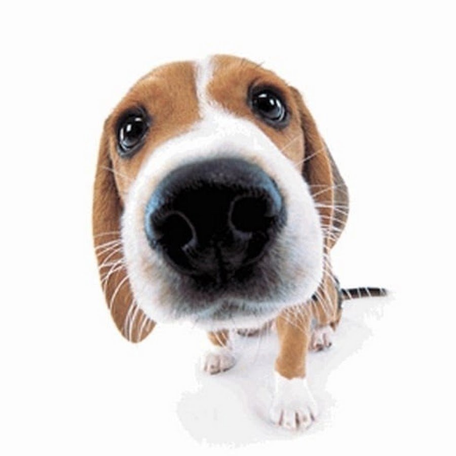 Джек Рассел и кега