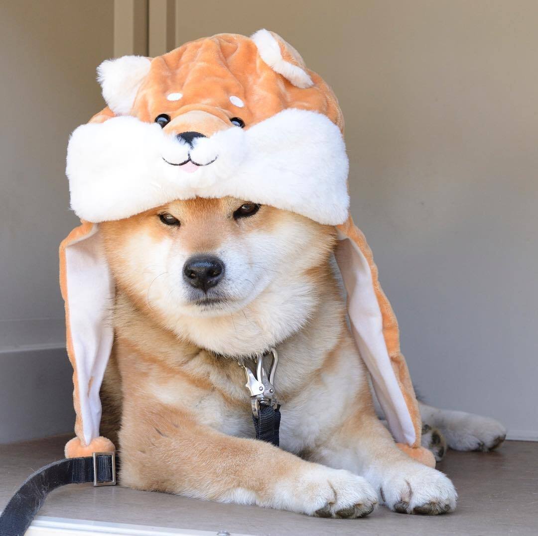 Шапка 'собака'