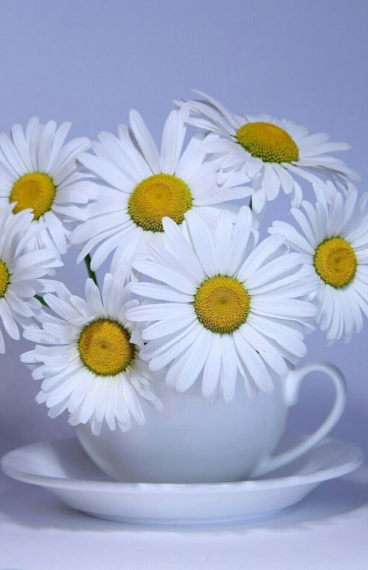 Ромашки на аву