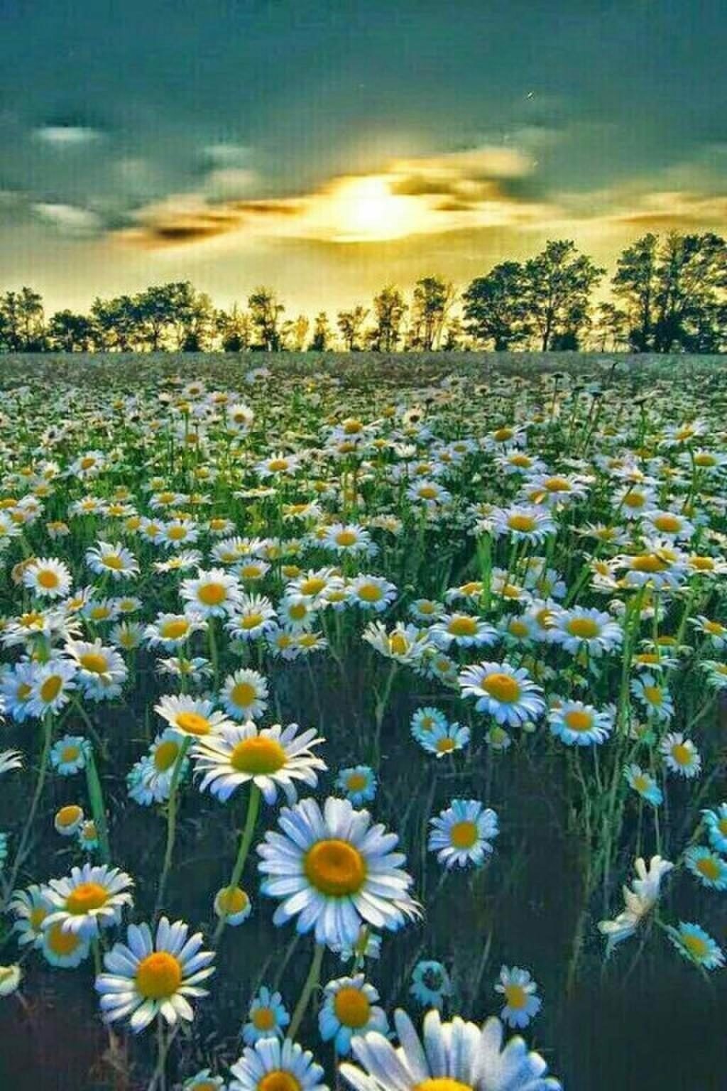 Поляна ромашек