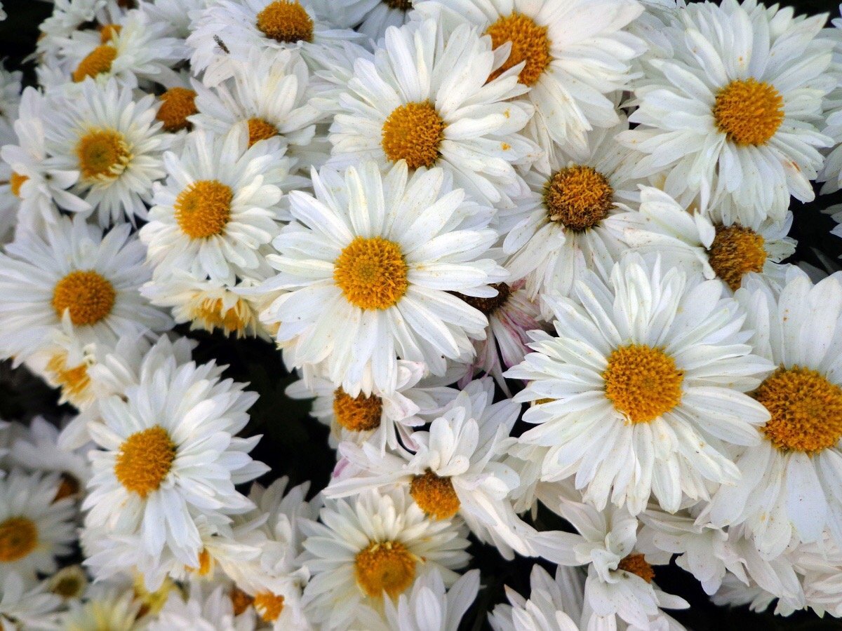 Ромашки на аву красивые