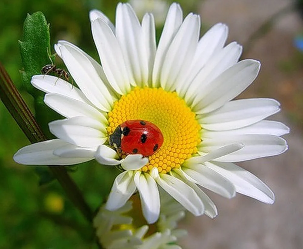 Ромашка цветы