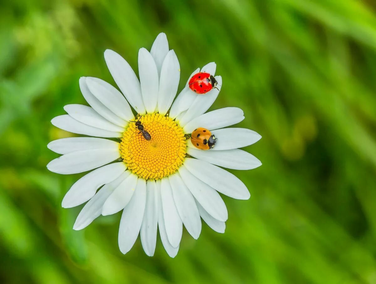 Божья коровка на ромашке фото