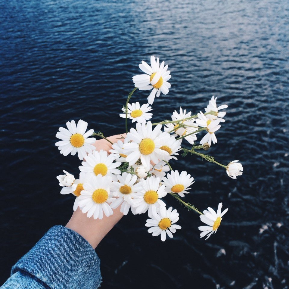 Ромашки на аватарку в ватсап