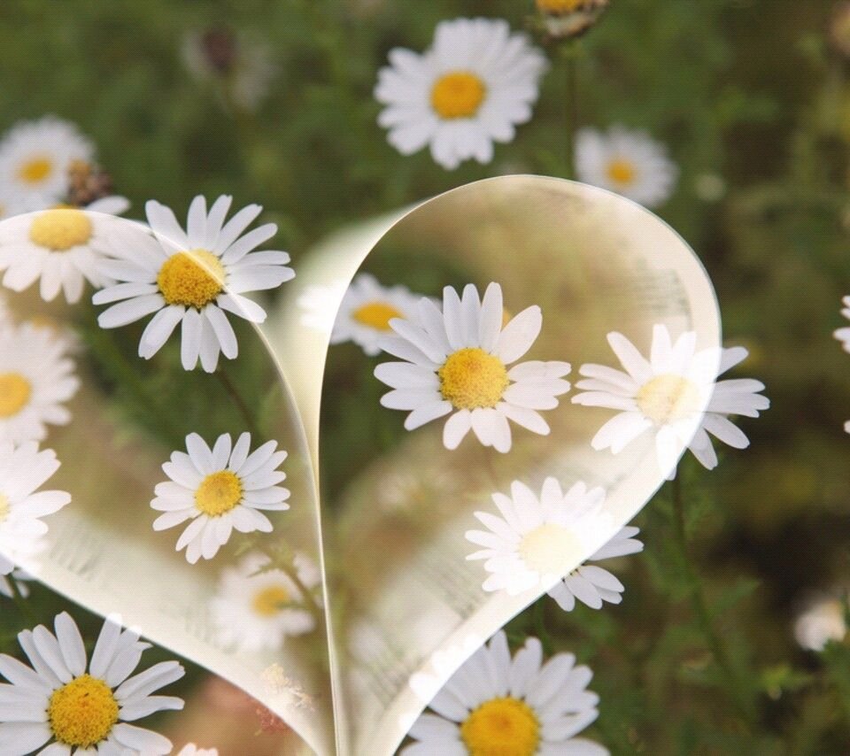 Ромашки на аватарку в ватсап