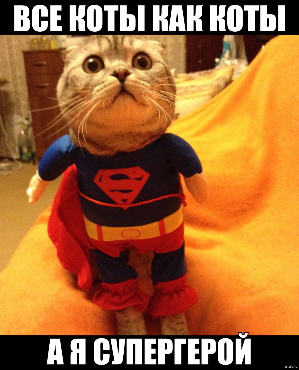 Аватарки с котиками