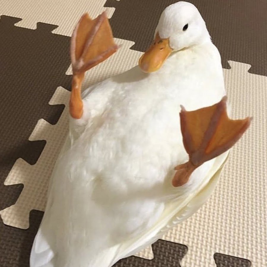 Утки Эстетика