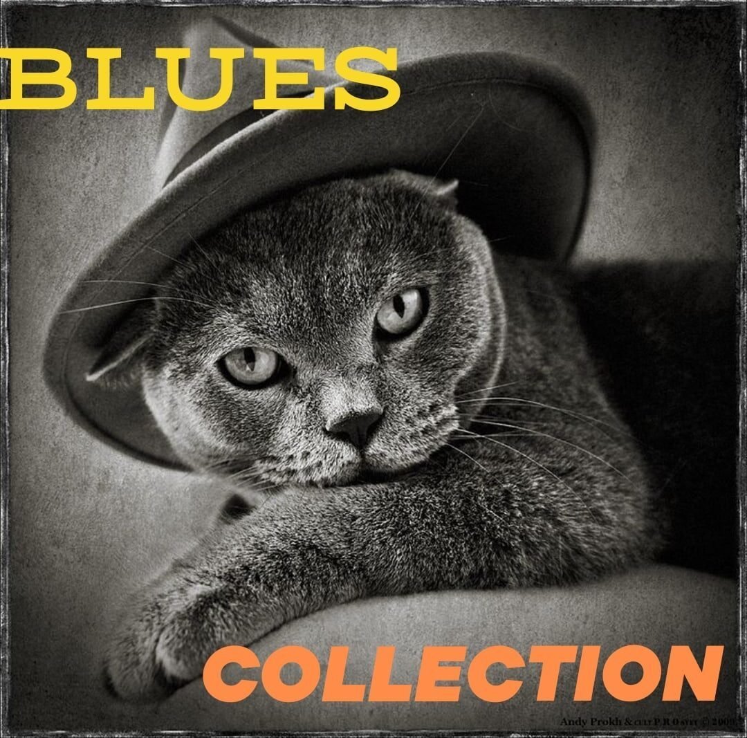 Аватар сиамский кот