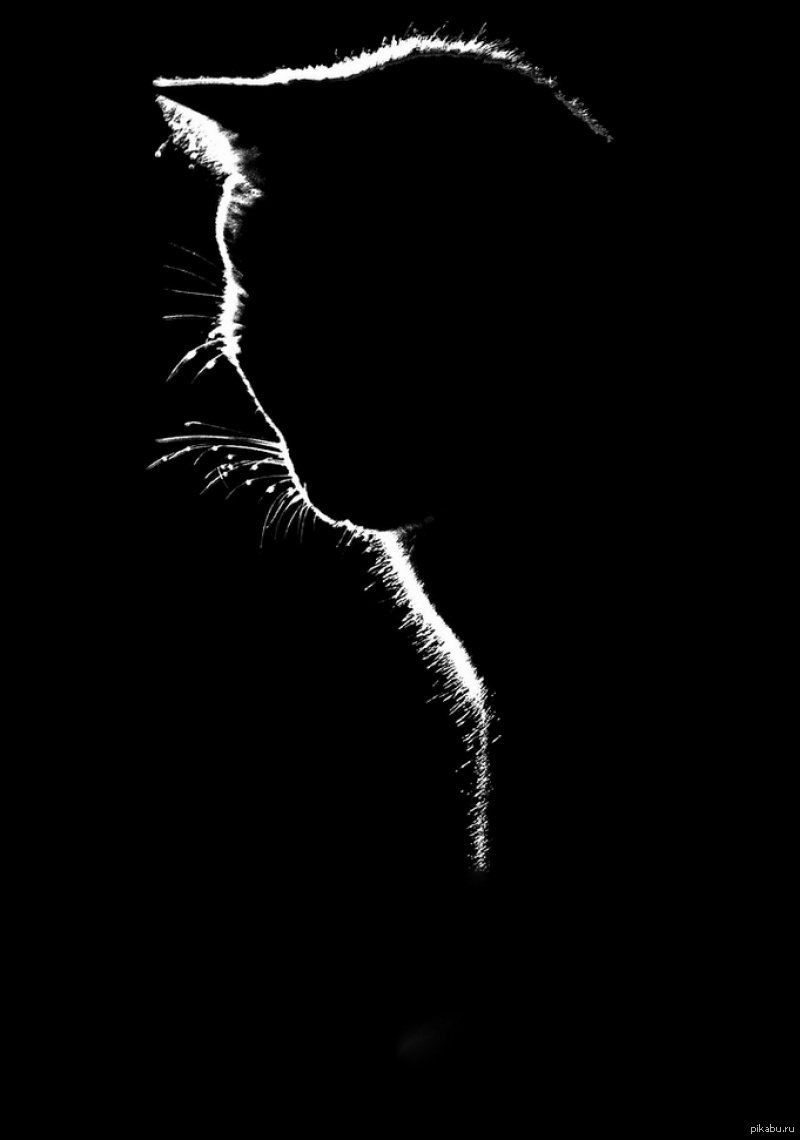 Милый котик в шапочке