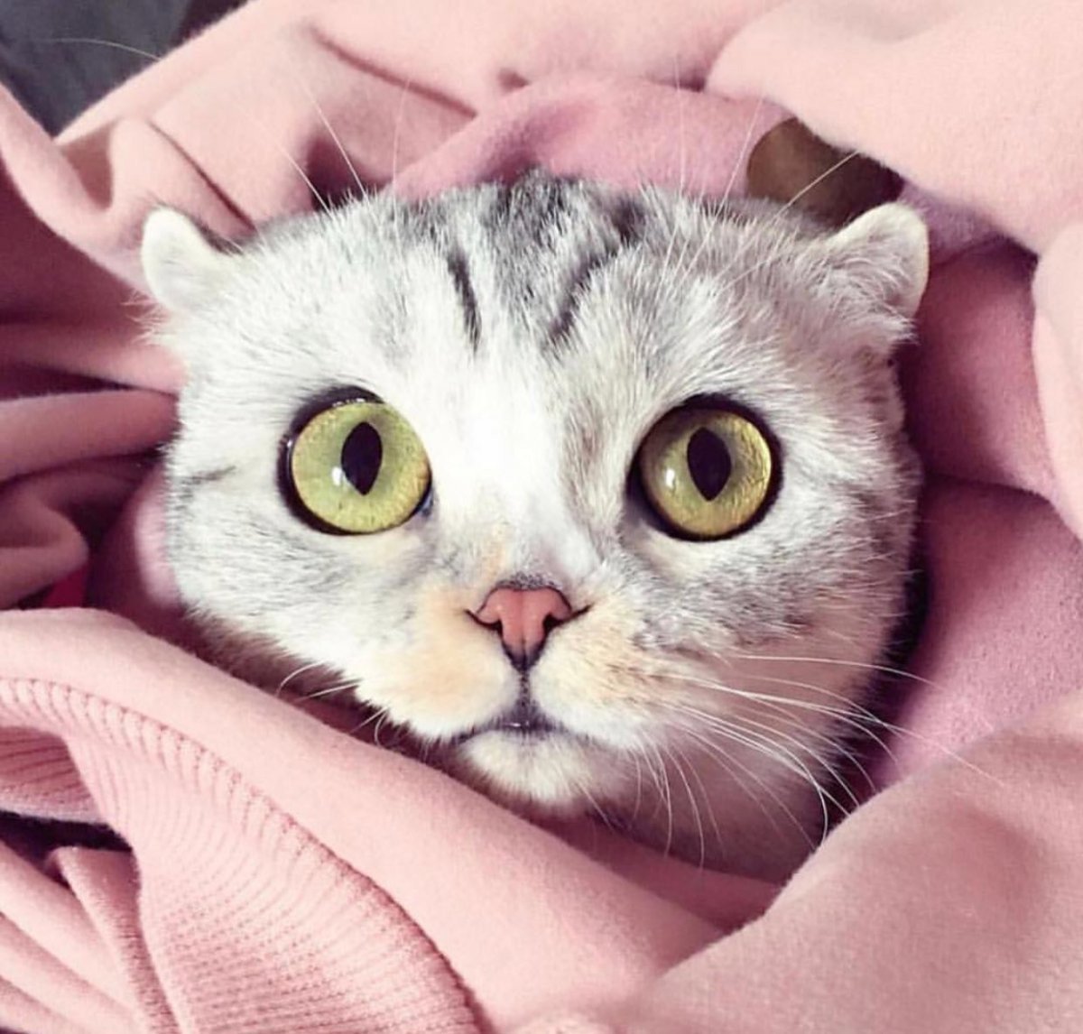 Кошка в короне