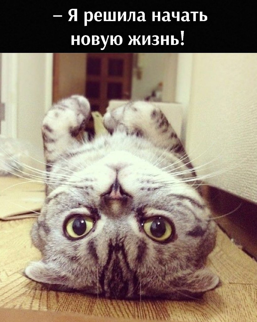 Аватар крутой кот