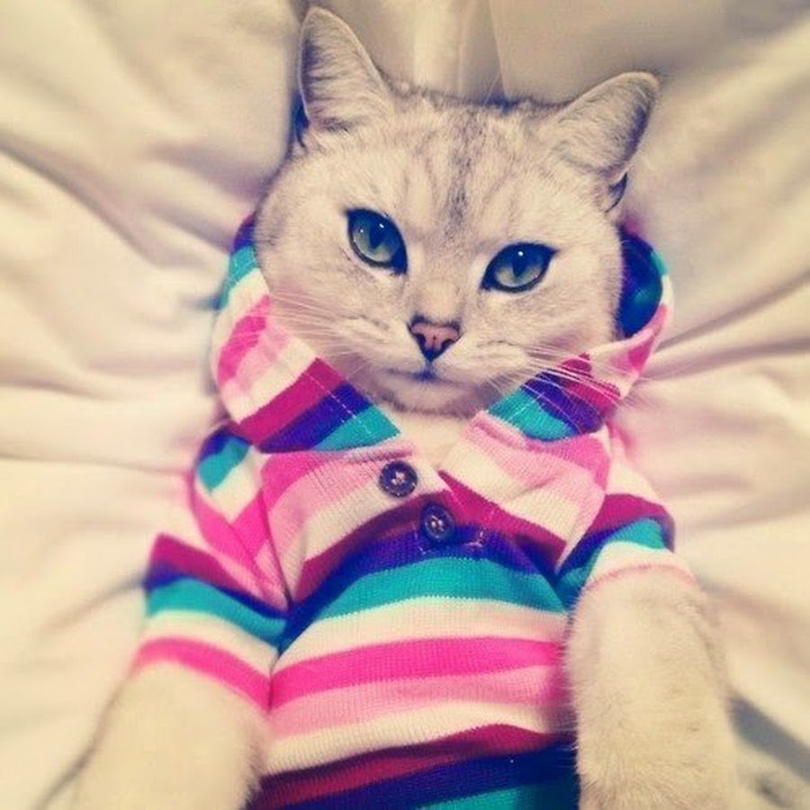 Чёрный и белый кот любовь с сердечками