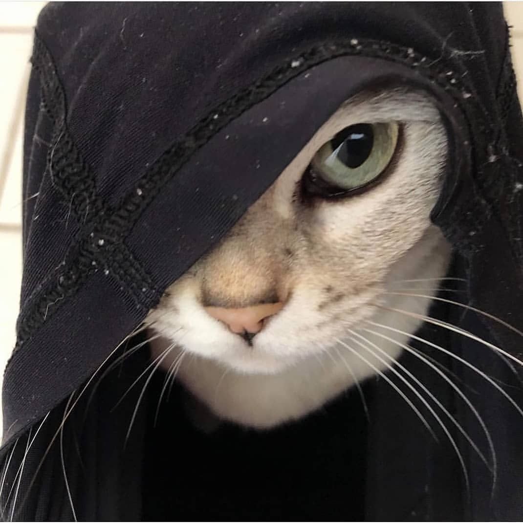 Кот в очках