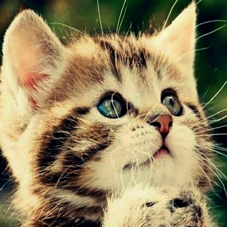 Милый котик арт