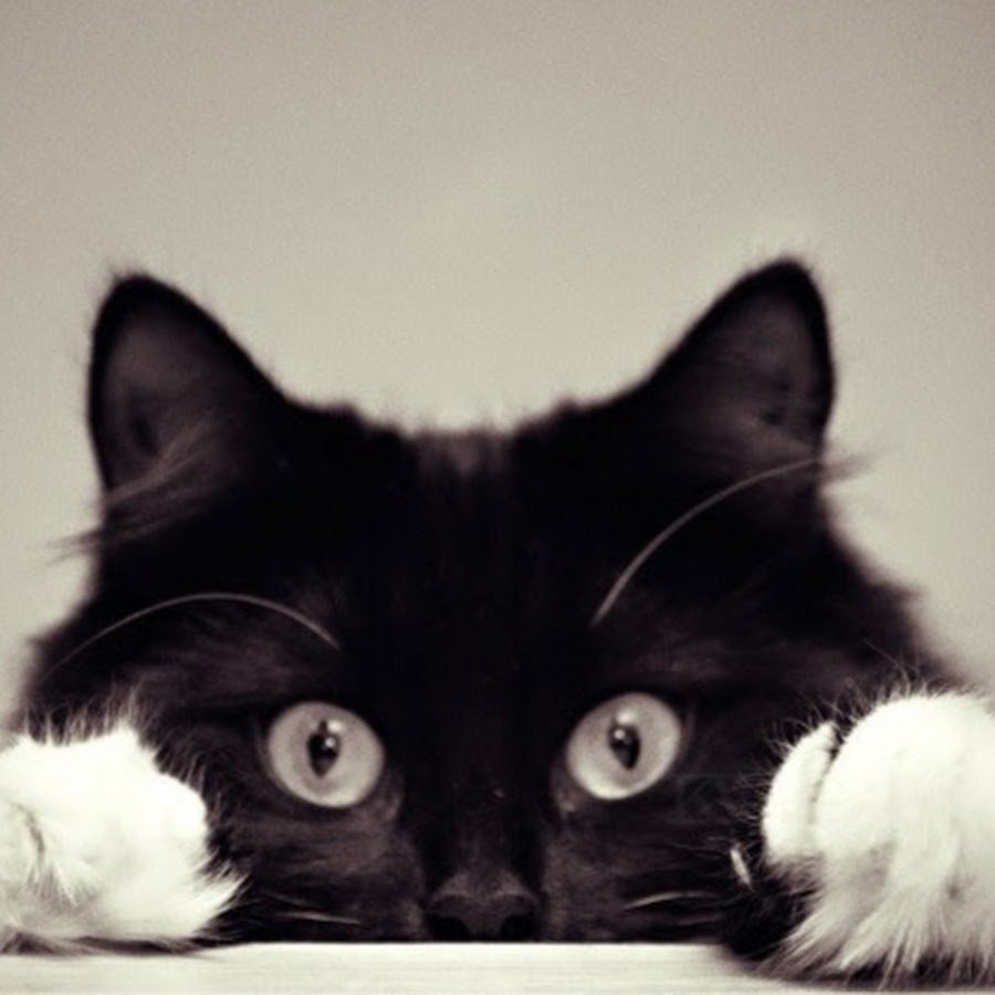 Красивые кошечки