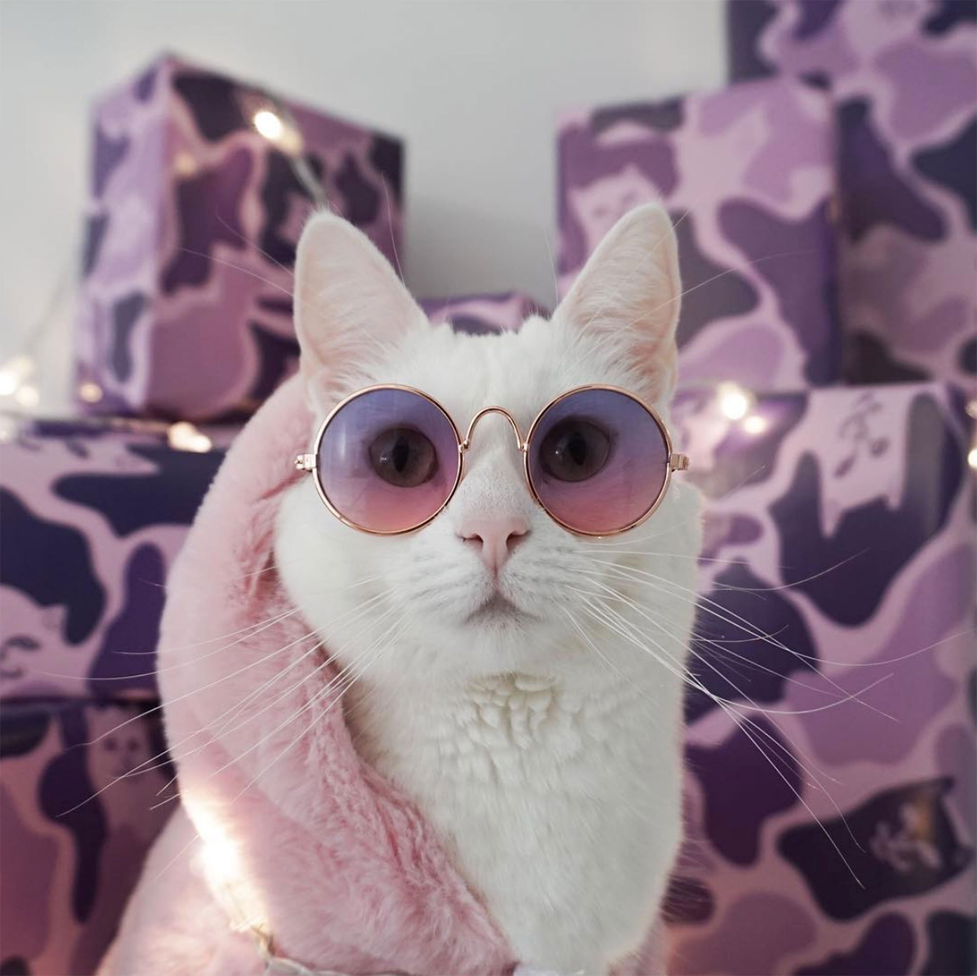 Эстетика котики на аву. Крутые коты. Кот в очках. Котик в розовых очках. Модная кошка.