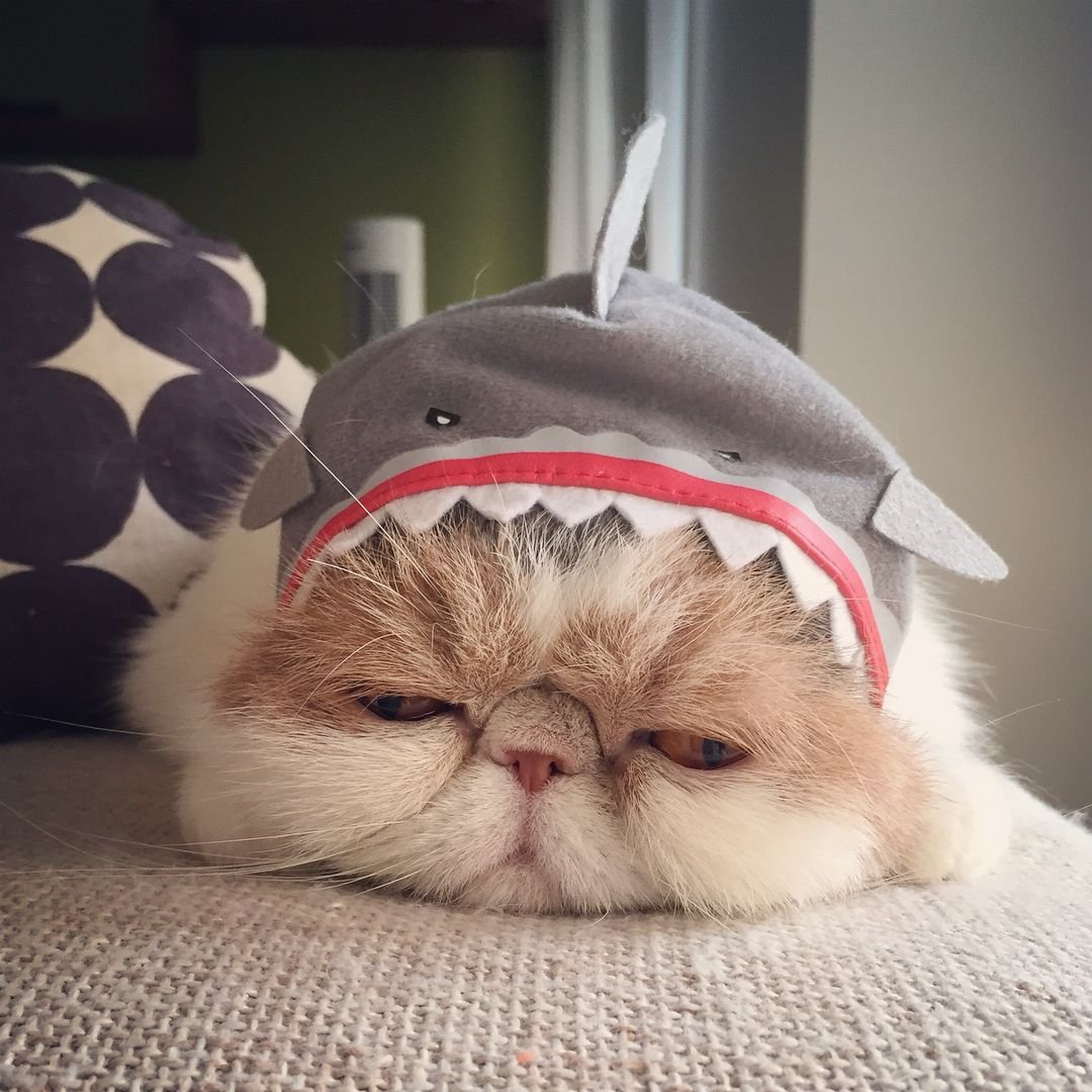 Модный кот в очках