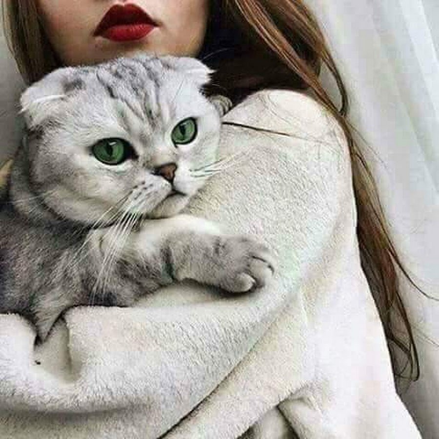 Аватарки кошки