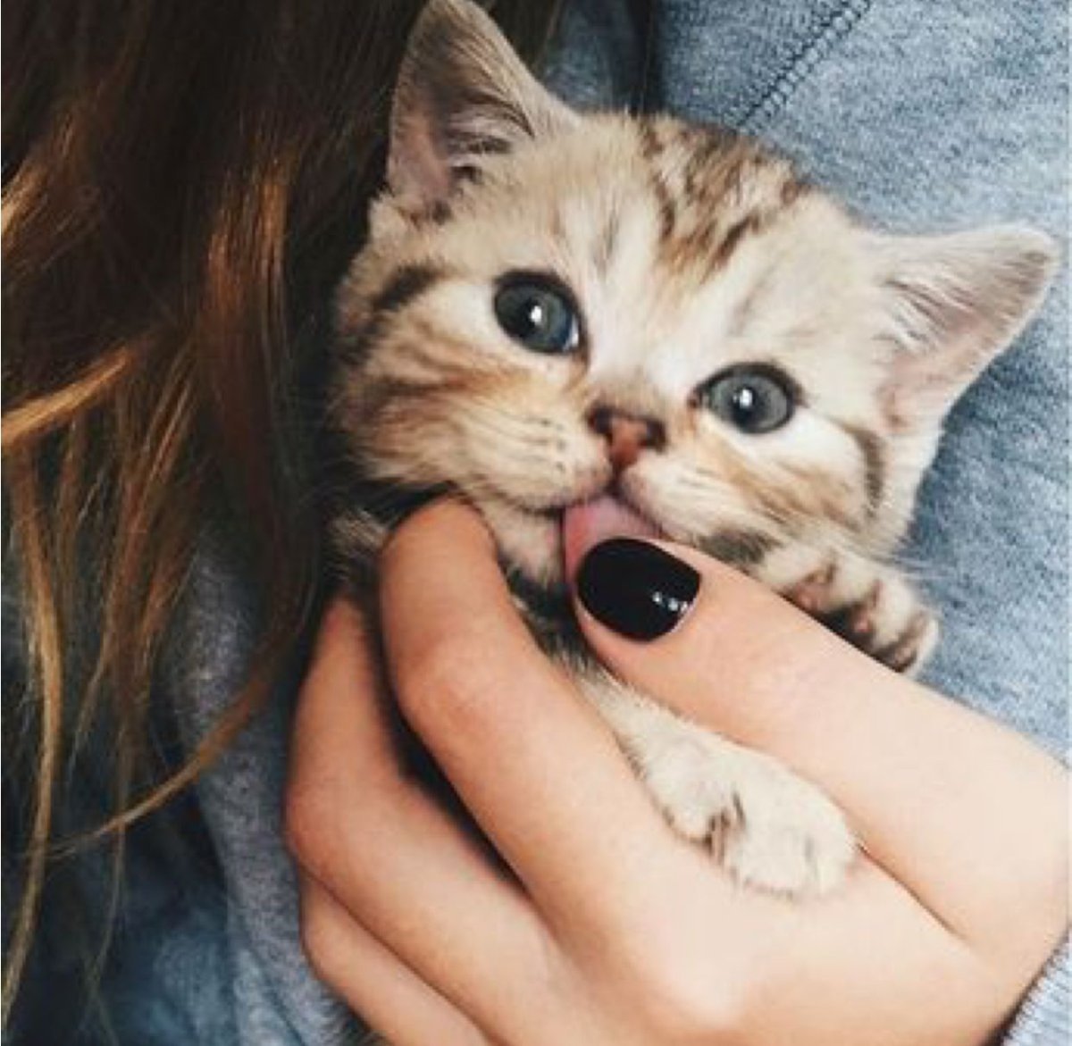 Милый котик в шапочке