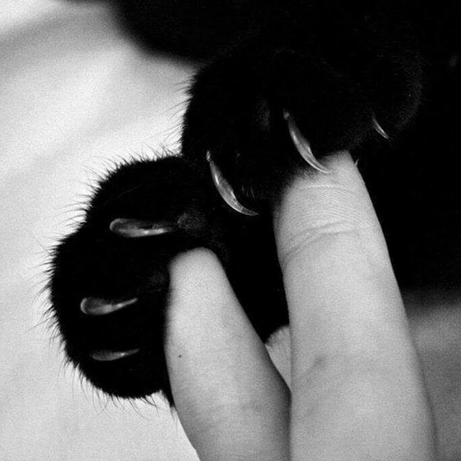 Лапка черного кота