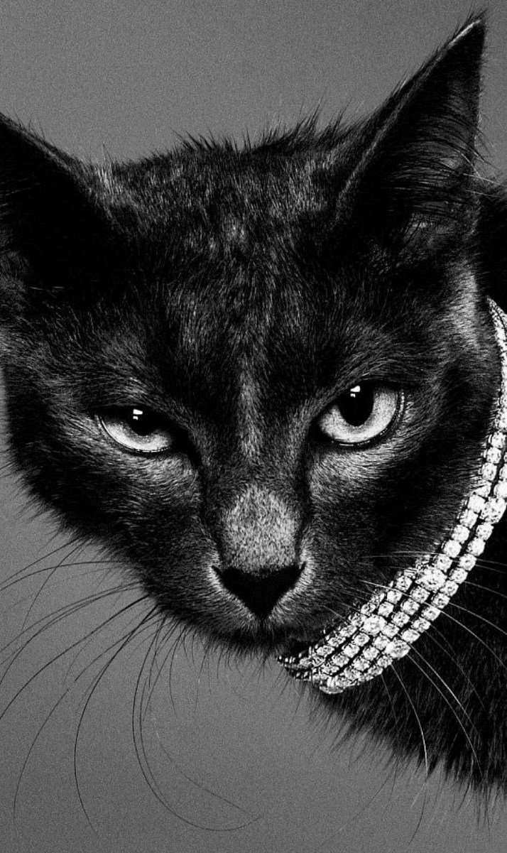 Аватар черный кот. Красивый черный кот. Морда черной кошки. Черный Кок. Дерзкая кошка.