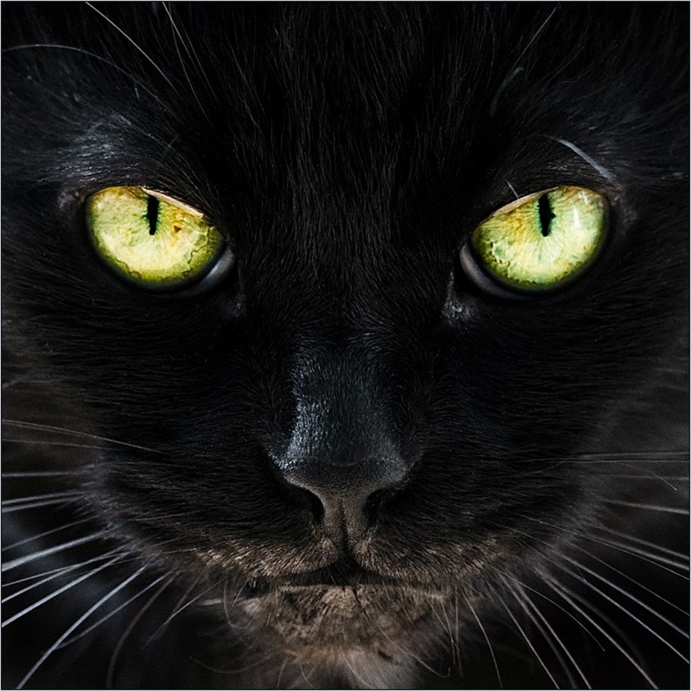Аватар черный кот. Чёрный кот. Красивая черная кошка. Черный кот на аву. Красивый черный кот.