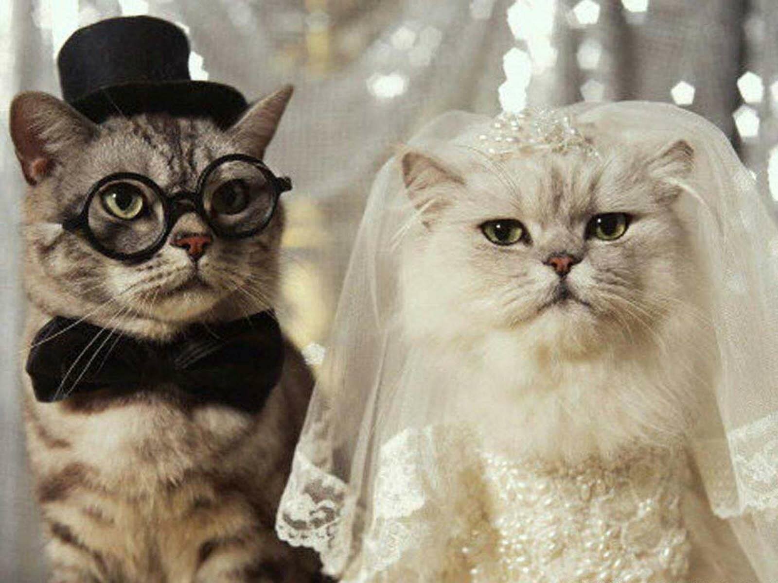 Кошки выходят замуж. Котики свадьба. Животные в свадебных нарядах. Кот и кошка жених и невеста. Котики в свадебных костюмах.