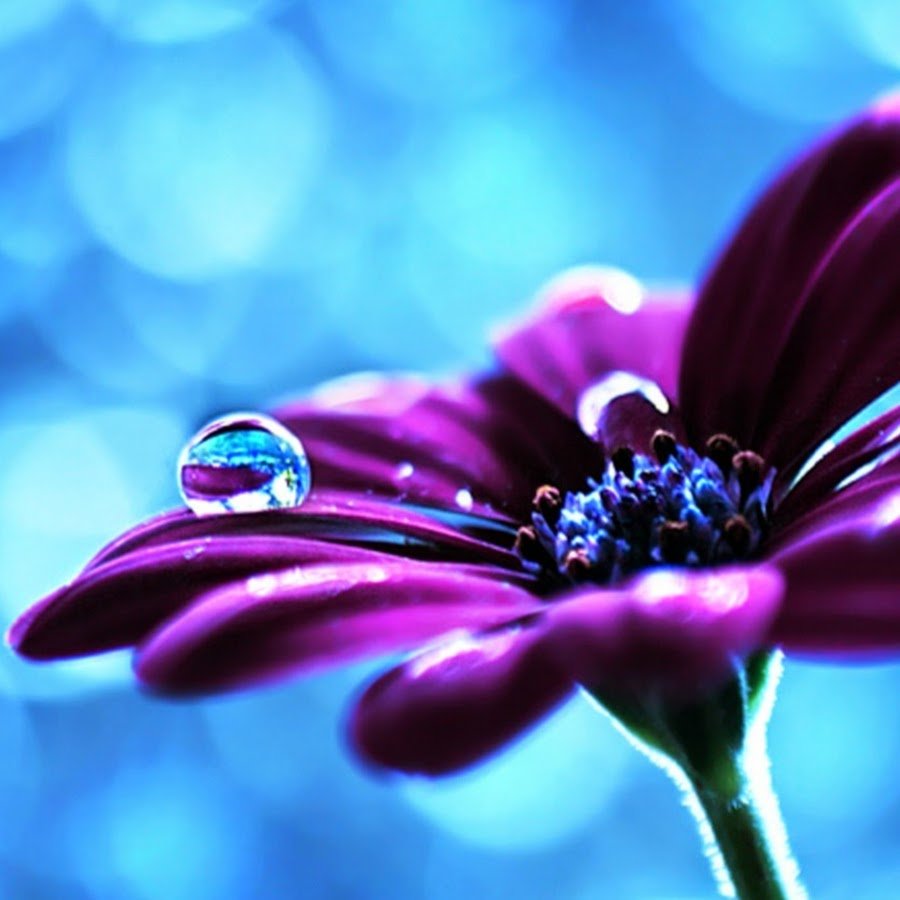 Яркие розовые розы