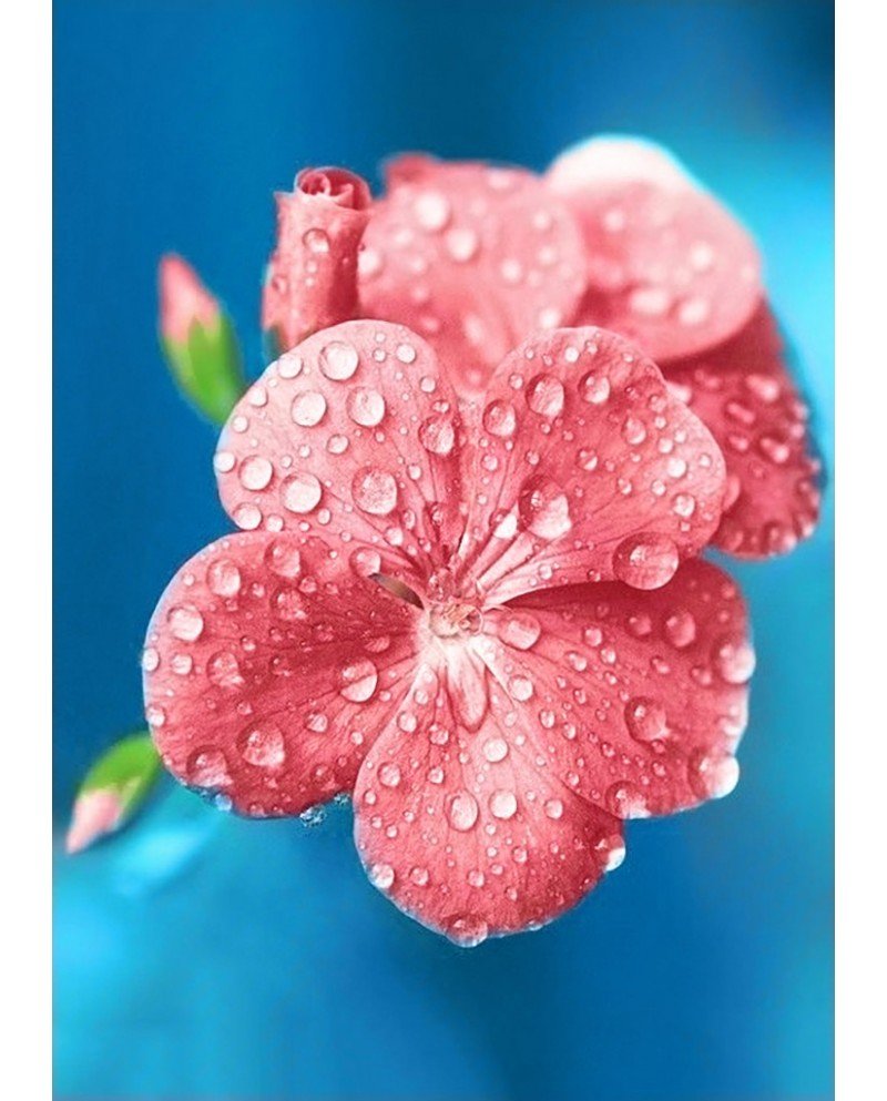 Лотус Флауэр