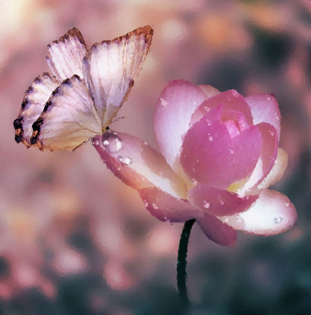 Лотос цветок