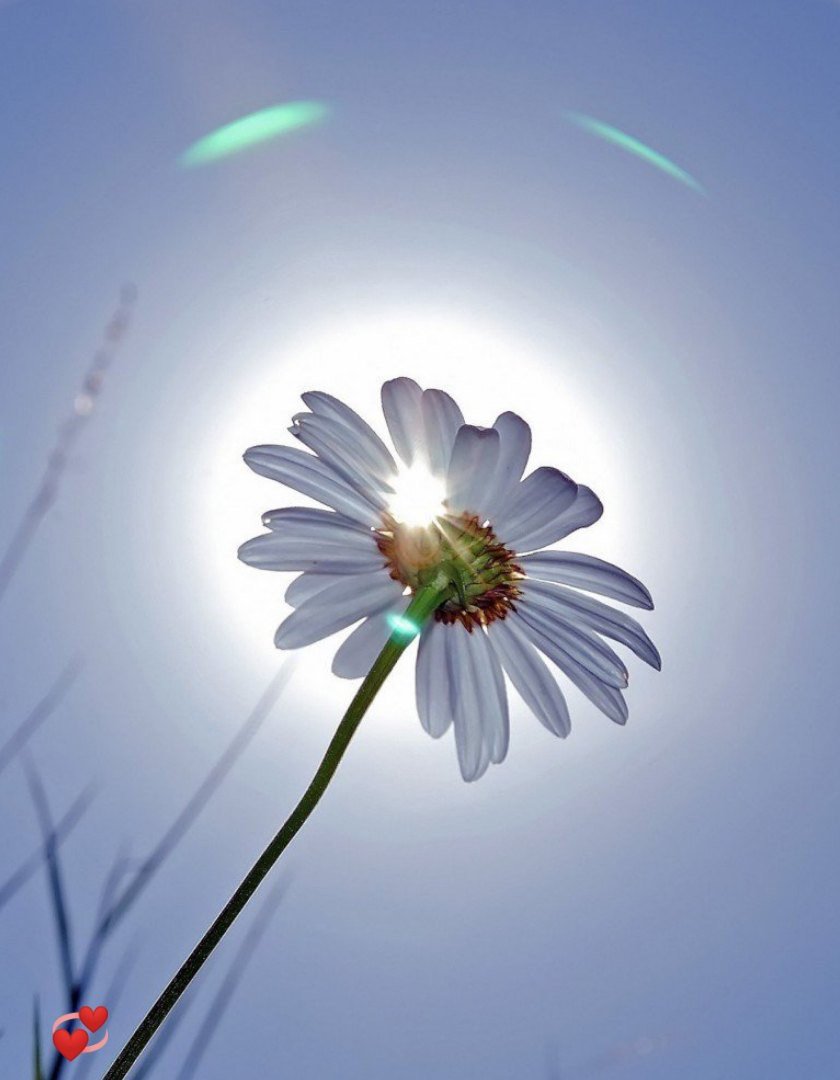 Аватарка цветы