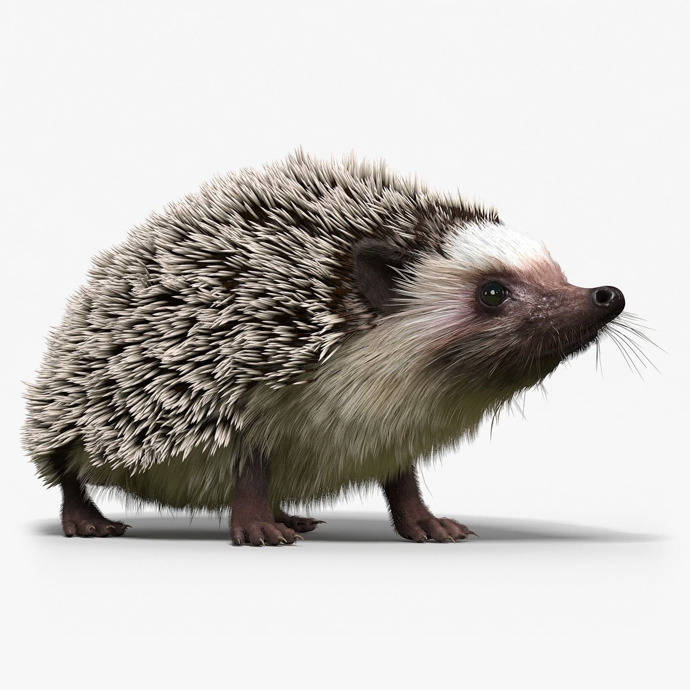 Hedgehog 3d. Еж. Ёжики. Обыкновенный ёж. Ежик картинка.