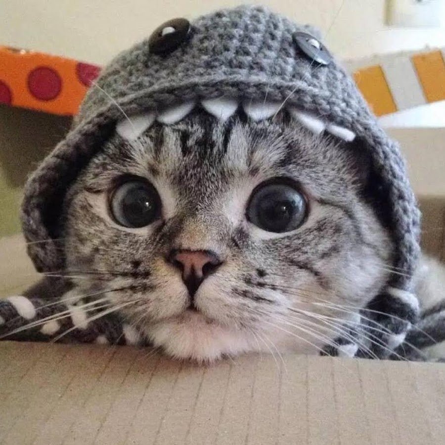 Кот в смокинге