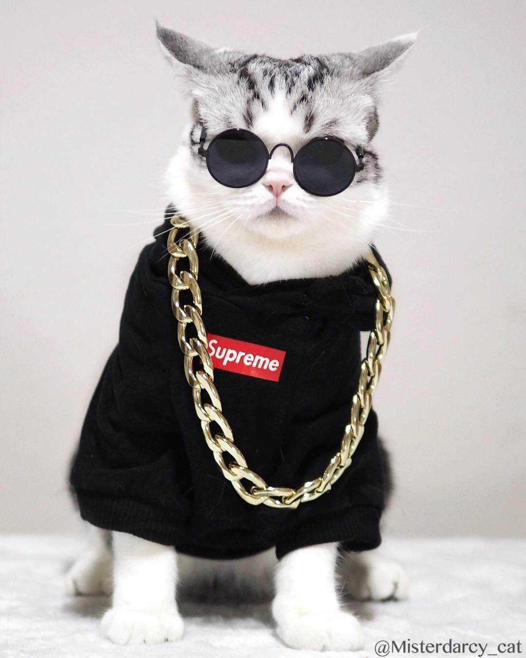 Кот в очках и наушниках