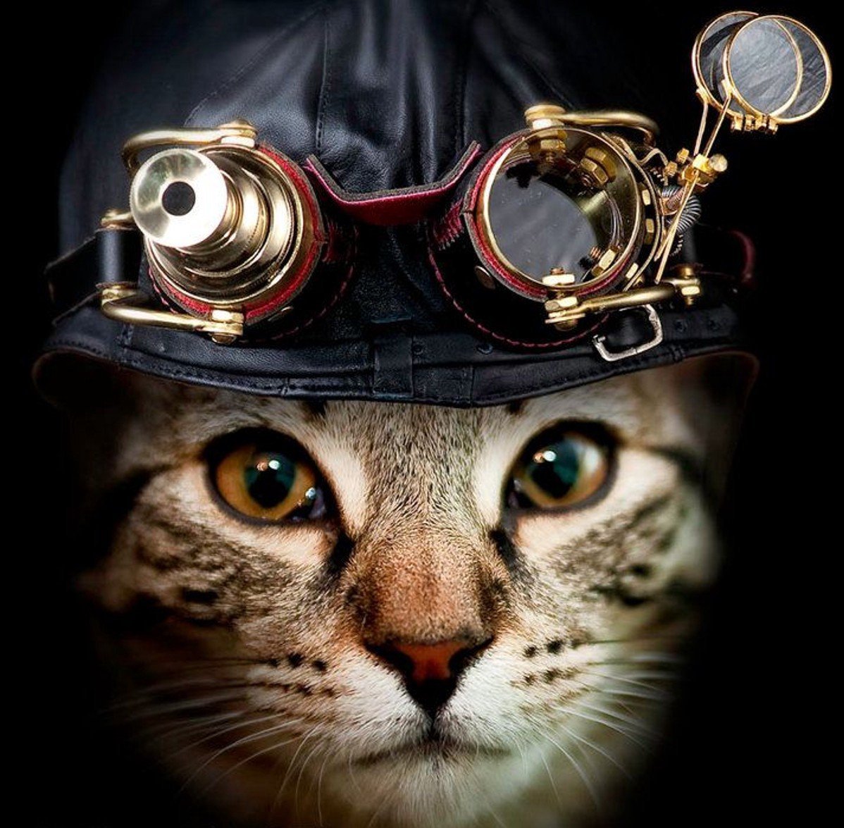 Кот гангстер