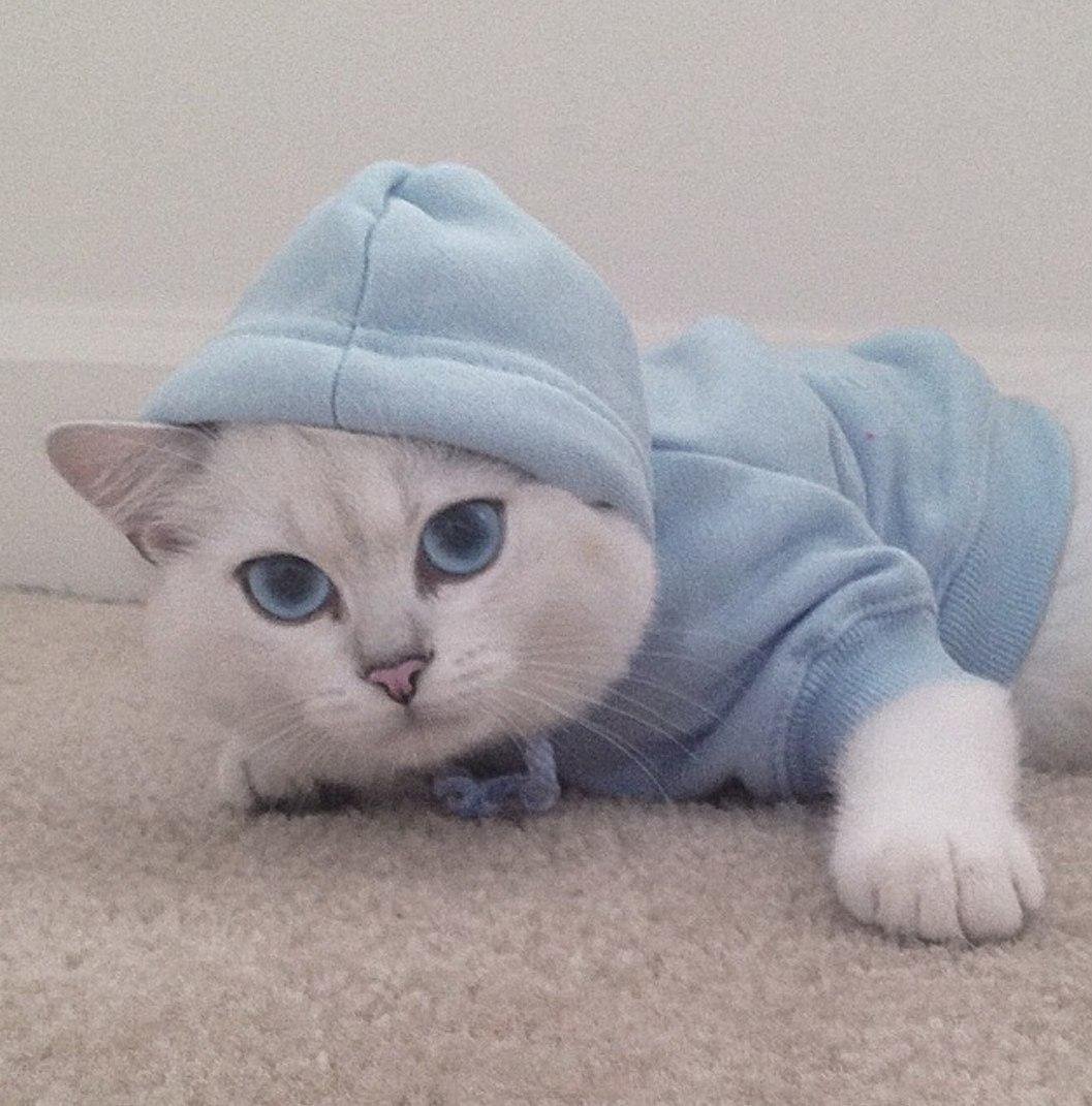 Кот с сигарой арт