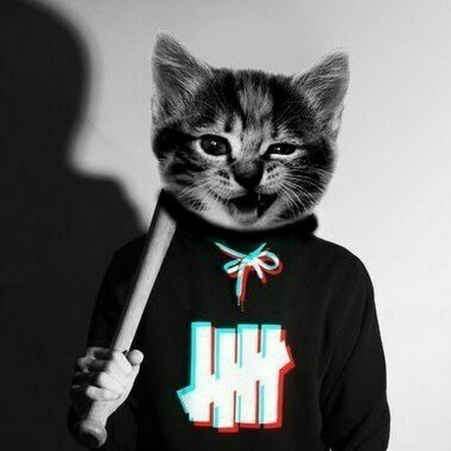 Милые коты в костюмах