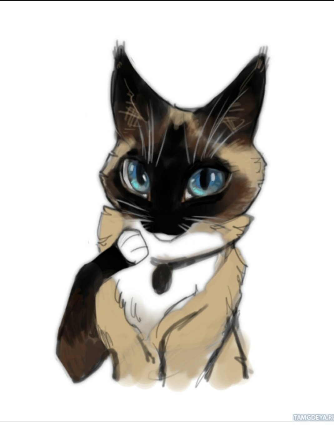 Коты Воители Сиамская кошка