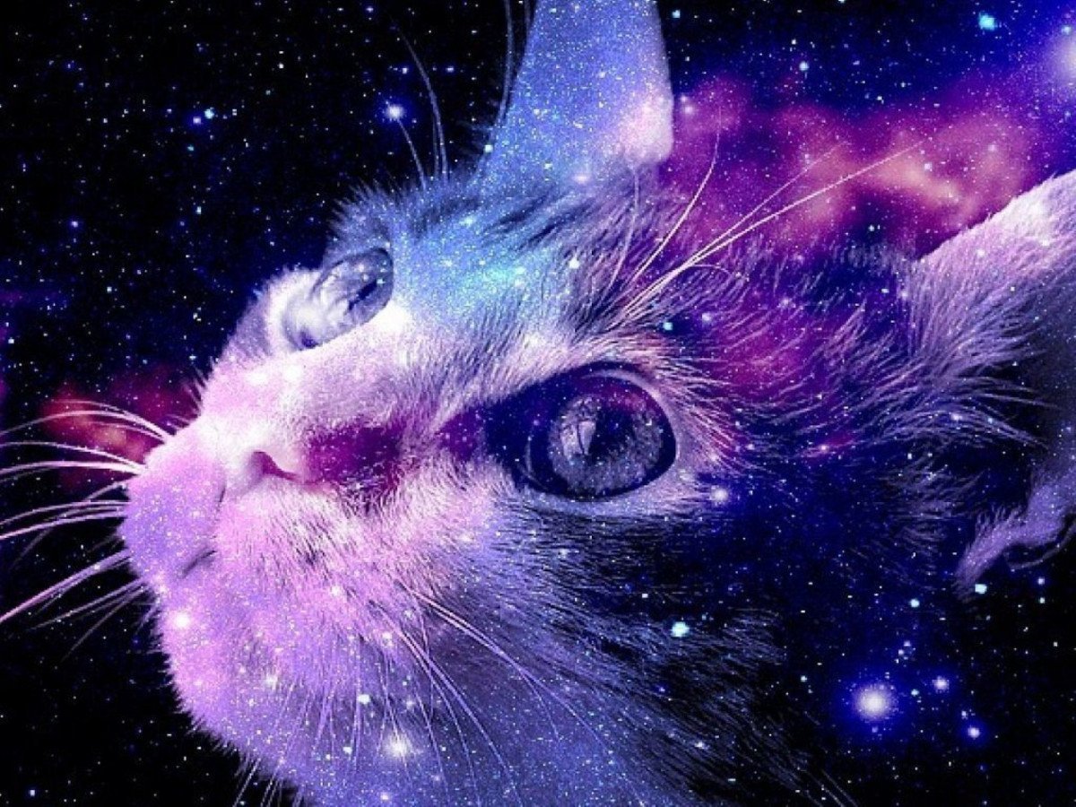 Кот в космосе
