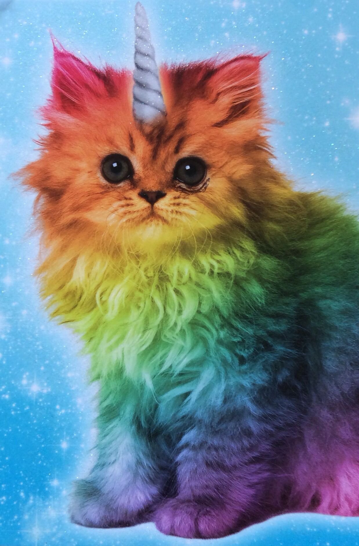 Включи пушистый рай. Разноцветные котики. Разноцветная кошка. Радужная кошка. Радужный котенок.