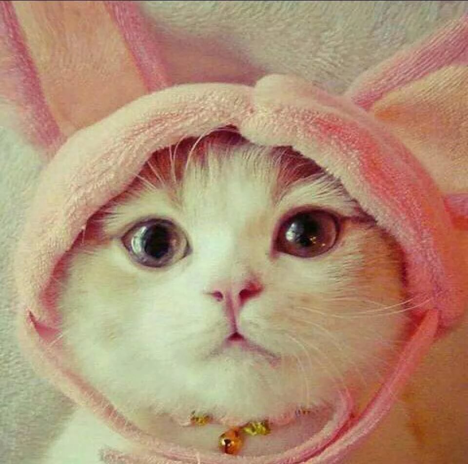 Красивые кошечки