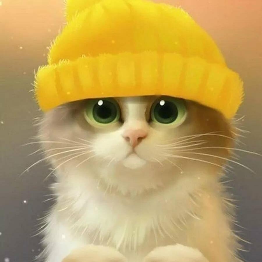 Кот с розовыми щеками