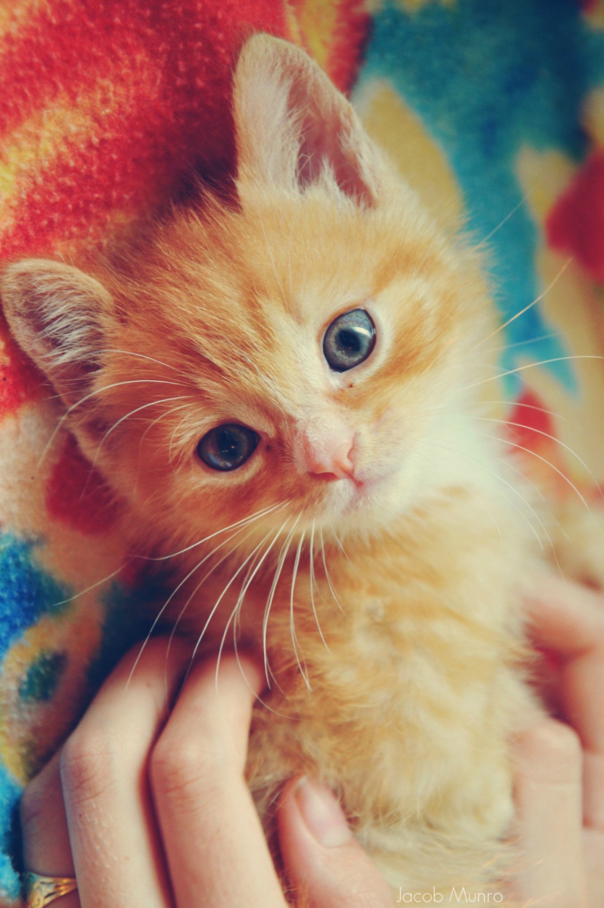 Розовый котенок арт