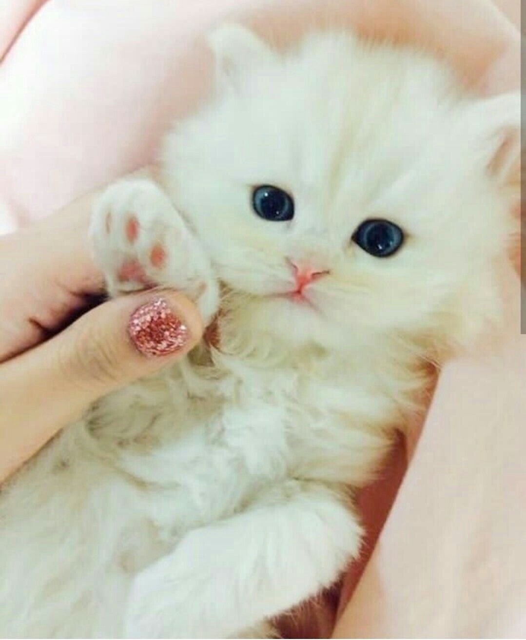 Картинки котиков милых