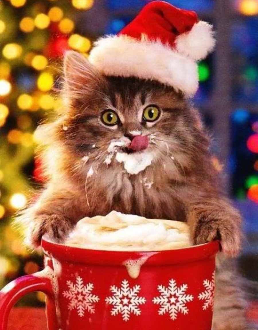 Рождественский кот
