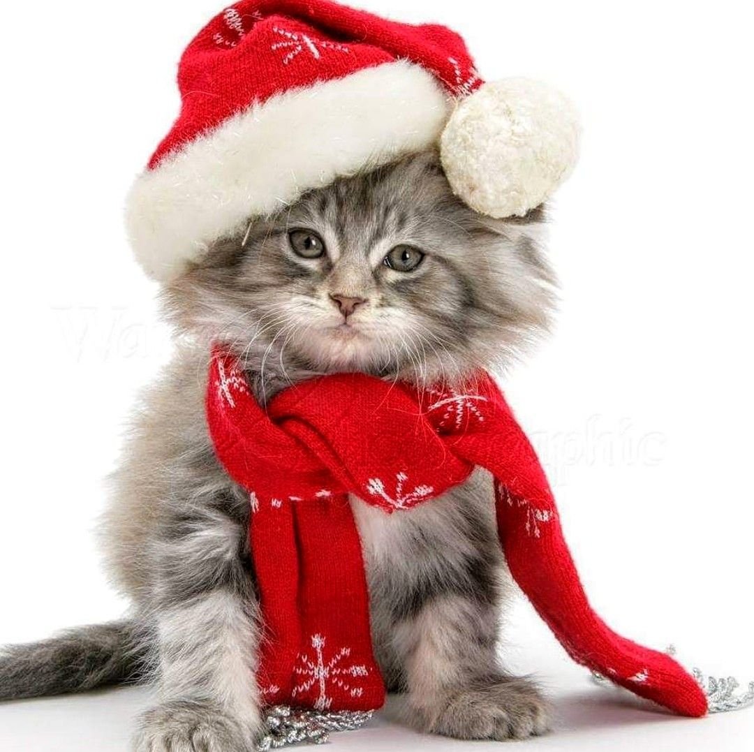 Котик в новогодней шапочке