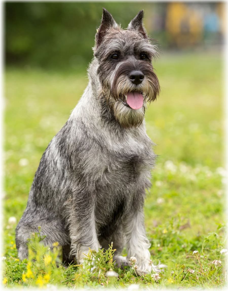 Миттельшнауцер щенки Нижний Новгород