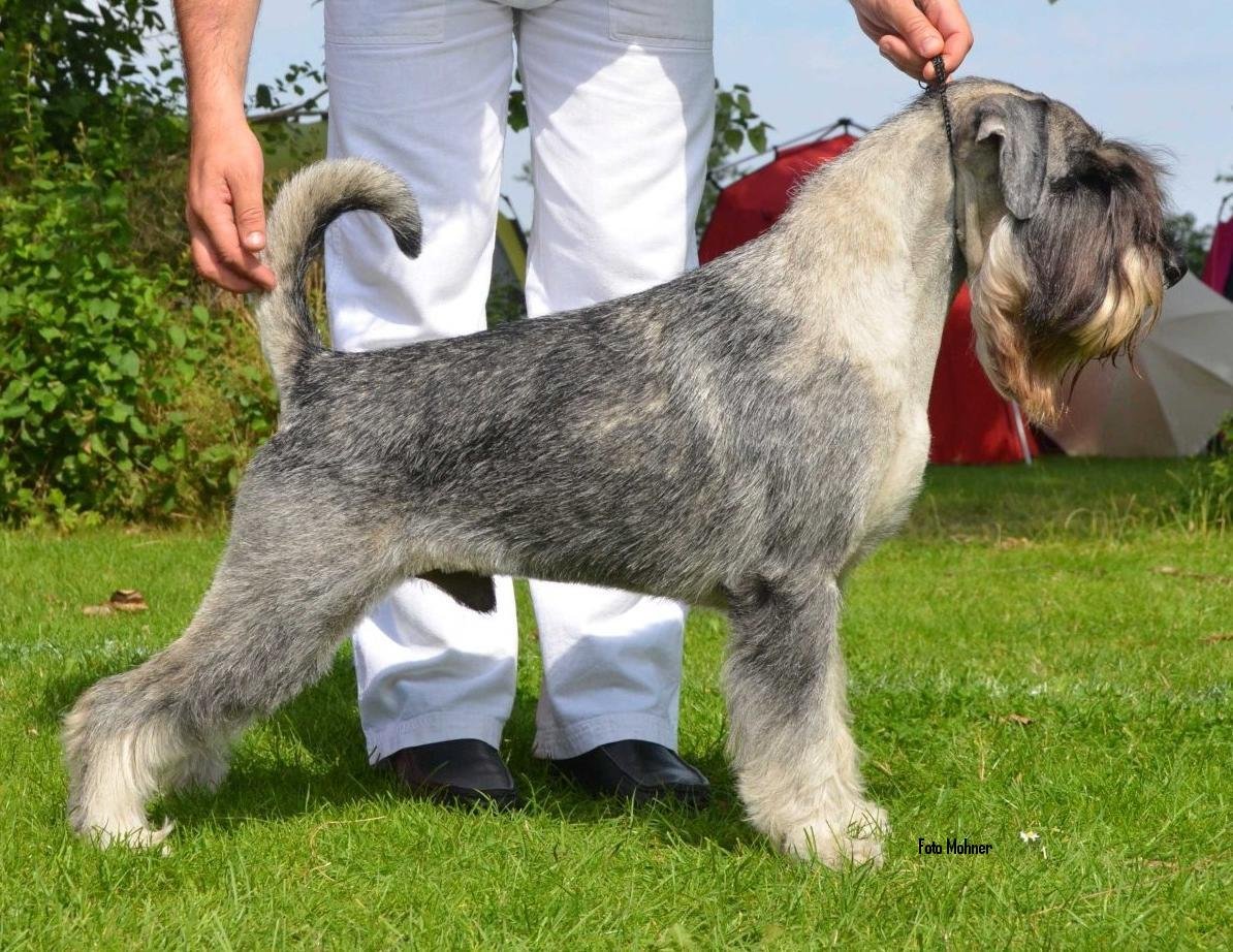 Порода собак Цвергшнауцер